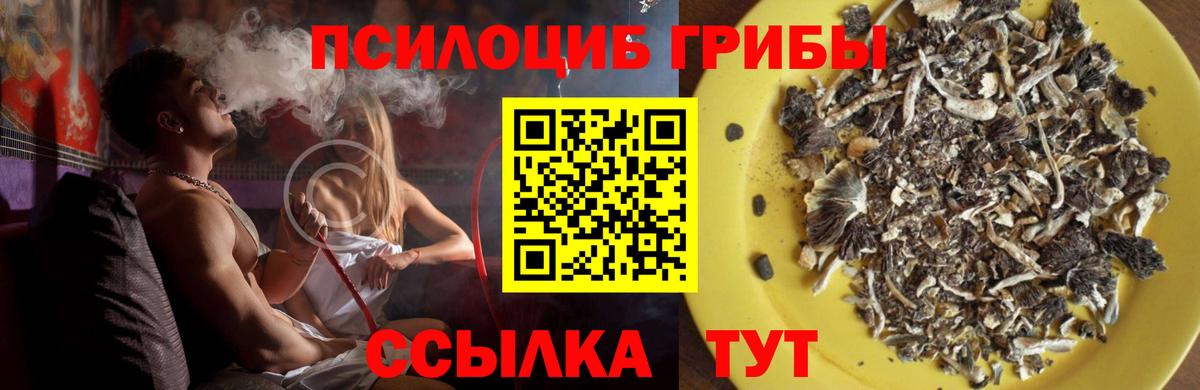 Псилоцибиновые грибы Cubensis Заинск